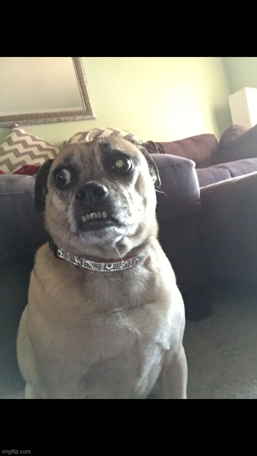 Paranoid Puggle | image tagged in paranoid puggle | made w/ Imgflip meme maker