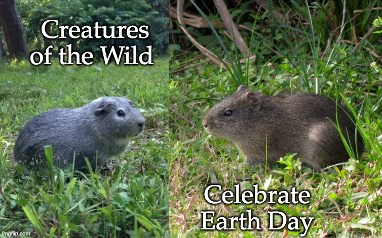 Have a big, green juicy holiday! | Creatures of the Wild; Celebrate
Earth Day | image tagged in earth day,holidays,guinea pig,nature,cute | made w/ Imgflip meme maker