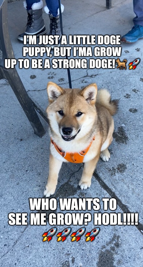 I’m just a Doge puppy | I’M JUST A LITTLE DOGE PUPPY, BUT I’MA GROW UP TO BE A STRONG DOGE!🐕 🚀; WHO WANTS TO SEE ME GROW? HODL!!!! 🚀🚀🚀🚀 | image tagged in doge | made w/ Imgflip meme maker