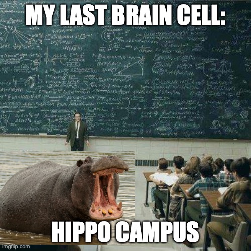 what is funny is that hippocampus is part of brain | MY LAST BRAIN CELL:; HIPPO CAMPUS | image tagged in school | made w/ Imgflip meme maker
