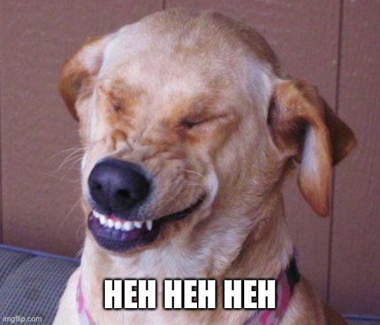 dog laugh | HEH HEH HEH | image tagged in dog laugh | made w/ Imgflip meme maker