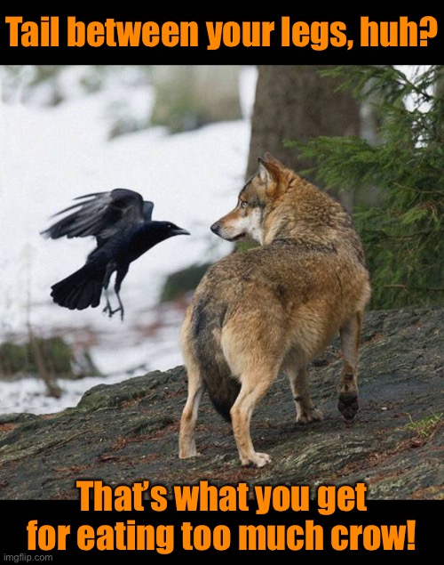 What an idiom! | Tail between your legs, huh? That’s what you get for eating too much crow! | image tagged in funny memes,bad jokes,eyeroll | made w/ Imgflip meme maker