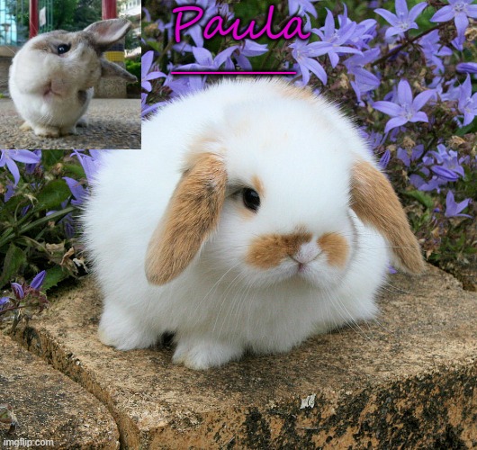 Paula _____ | made w/ Imgflip meme maker