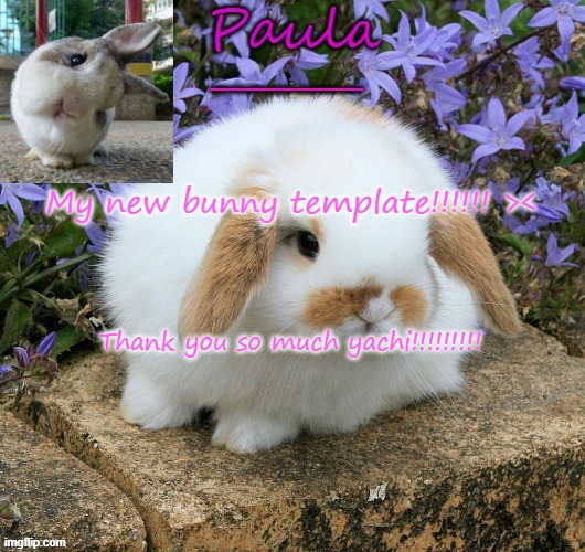 Thank you sooo much! | My new bunny template!!!!!! ><; Thank you so much yachi!!!!!!!!! | image tagged in paula bunny template 3 | made w/ Imgflip meme maker