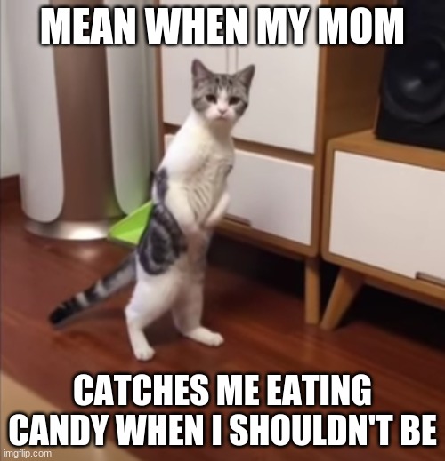 I thought this was funny ( feel free to use the image its not my cat i screenshot it | MEAN WHEN MY MOM; CATCHES ME EATING CANDY WHEN I SHOULDN'T BE | image tagged in cats | made w/ Imgflip meme maker