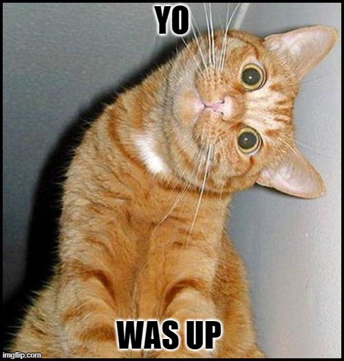 Stupid Cat | YO; WAS UP | image tagged in stupid cat | made w/ Imgflip meme maker
