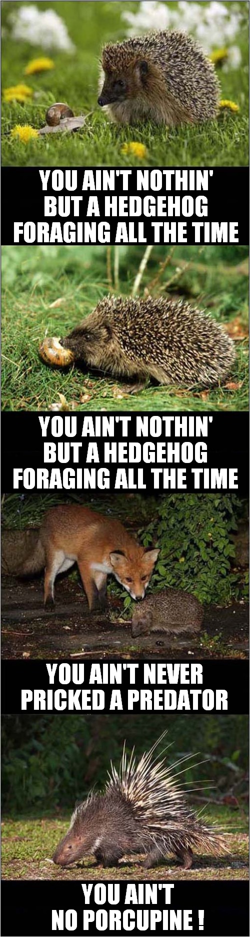 Nothin' But A Hedgehog ! | YOU AIN'T NOTHIN' BUT A HEDGEHOG
FORAGING ALL THE TIME; YOU AIN'T NOTHIN' BUT A HEDGEHOG
FORAGING ALL THE TIME; YOU AIN'T NEVER PRICKED A PREDATOR; YOU AIN'T NO PORCUPINE ! | image tagged in hedgehog,porcupine,misheard lyrics | made w/ Imgflip meme maker