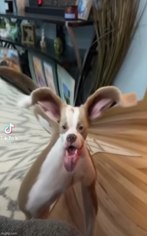cursed SMALL HEAD DOG | made w/ Imgflip meme maker