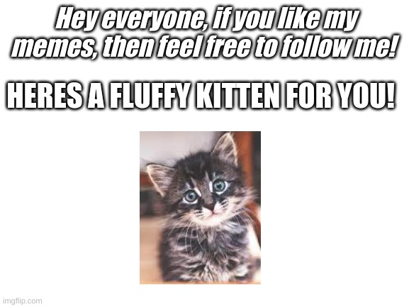 Blank White Template | Hey everyone, if you like my memes, then feel free to follow me! HERES A FLUFFY KITTEN FOR YOU! | image tagged in blank white template | made w/ Imgflip meme maker
