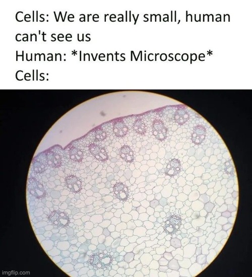 .0. | image tagged in human,cell,lol,memes,microscope,shocked | made w/ Imgflip meme maker