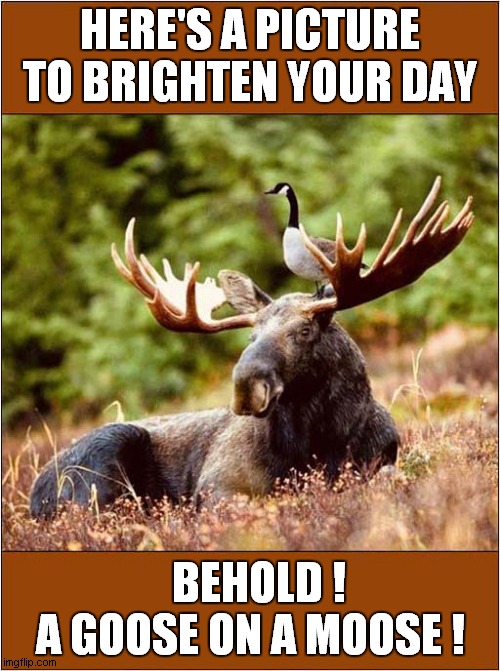 Just A Nice Image ! | HERE'S A PICTURE TO BRIGHTEN YOUR DAY; BEHOLD !
A GOOSE ON A MOOSE ! | image tagged in goose,moose | made w/ Imgflip meme maker
