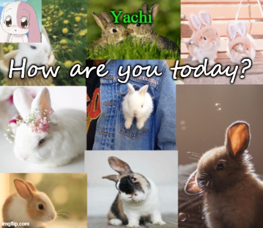 Yachis bunny temp part 2 | How are you today? | image tagged in yachis bunny temp part 2 | made w/ Imgflip meme maker