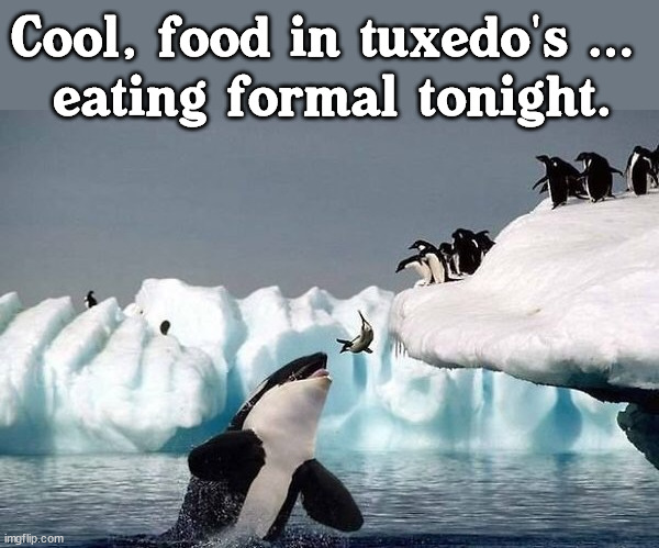 Formal dining. | Cool, food in tuxedo's ... 
eating formal tonight. | image tagged in killer whale | made w/ Imgflip meme maker