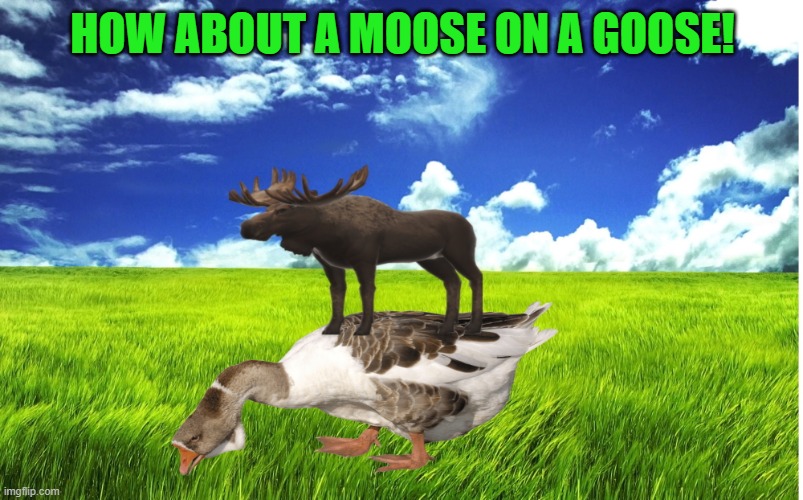 HOW ABOUT A MOOSE ON A GOOSE! | made w/ Imgflip meme maker