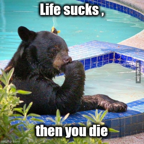 Philosophy bear | Life sucks , then you die | image tagged in philosophy bear | made w/ Imgflip meme maker