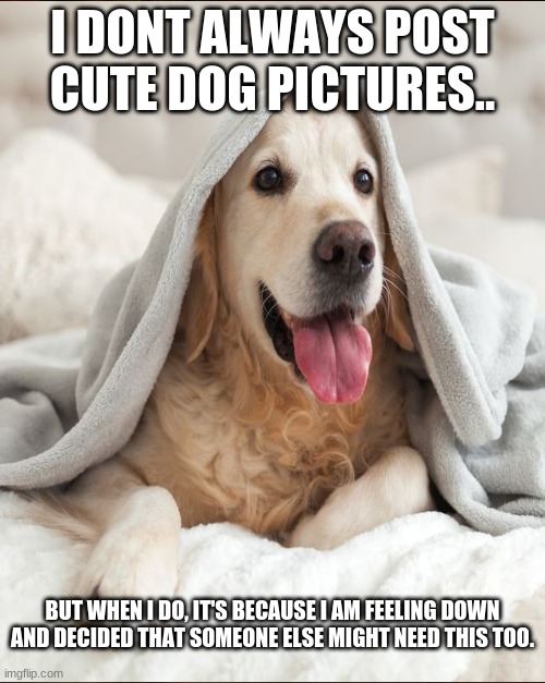 Excuse me ma'am or sir, may I interrupt your scrolling for a doggo in a blanket? |  I DONT ALWAYS POST CUTE DOG PICTURES.. BUT WHEN I DO, IT'S BECAUSE I AM FEELING DOWN AND DECIDED THAT SOMEONE ELSE MIGHT NEED THIS TOO. | image tagged in doggo,blanket,sleepy dog,cute dog | made w/ Imgflip meme maker