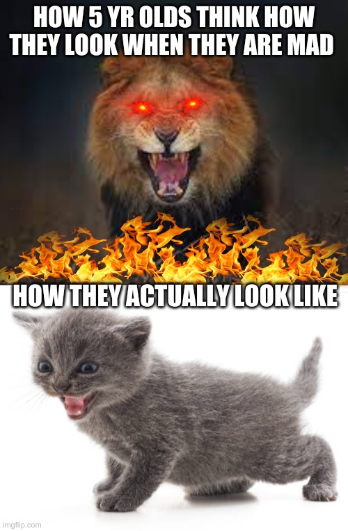 That is true lol |  HOW 5 YR OLDS THINK HOW THEY LOOK WHEN THEY ARE MAD; HOW THEY ACTUALLY LOOK LIKE | image tagged in lion,angry cat,angry,lol | made w/ Imgflip meme maker