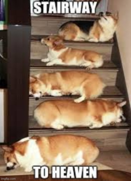 Stairway | image tagged in stairway to heaven,corgi | made w/ Imgflip meme maker