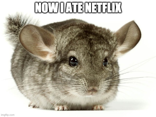 Netflix and Chinchilla | NOW I ATE NETFLIX | image tagged in netflix and chinchilla | made w/ Imgflip meme maker