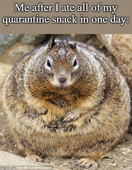fat squirrel | Me after I ate all of my quarantine snack in one day: | image tagged in fat squirrel | made w/ Imgflip meme maker