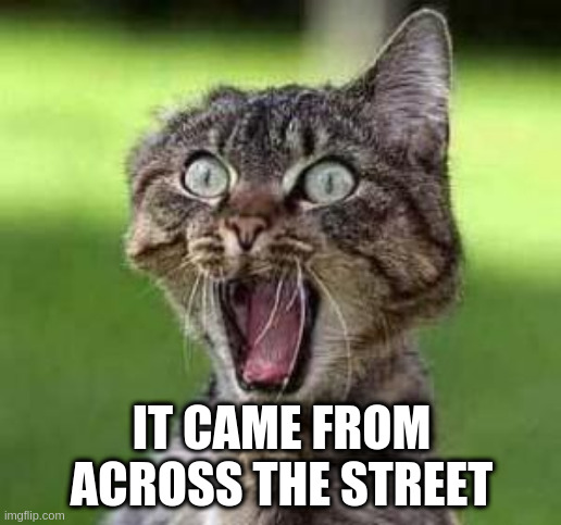 scared cat | IT CAME FROM ACROSS THE STREET | image tagged in scared cat | made w/ Imgflip meme maker
