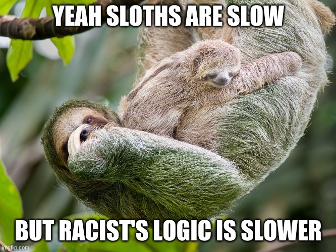 sloth | YEAH SLOTHS ARE SLOW; BUT RACIST'S LOGIC IS SLOWER | made w/ Imgflip meme maker
