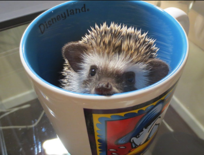 High Quality Hedgehog cup Blank Meme Template