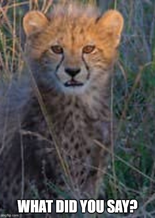 What? Cheetah | WHAT DID YOU SAY? | image tagged in funny meme | made w/ Imgflip meme maker