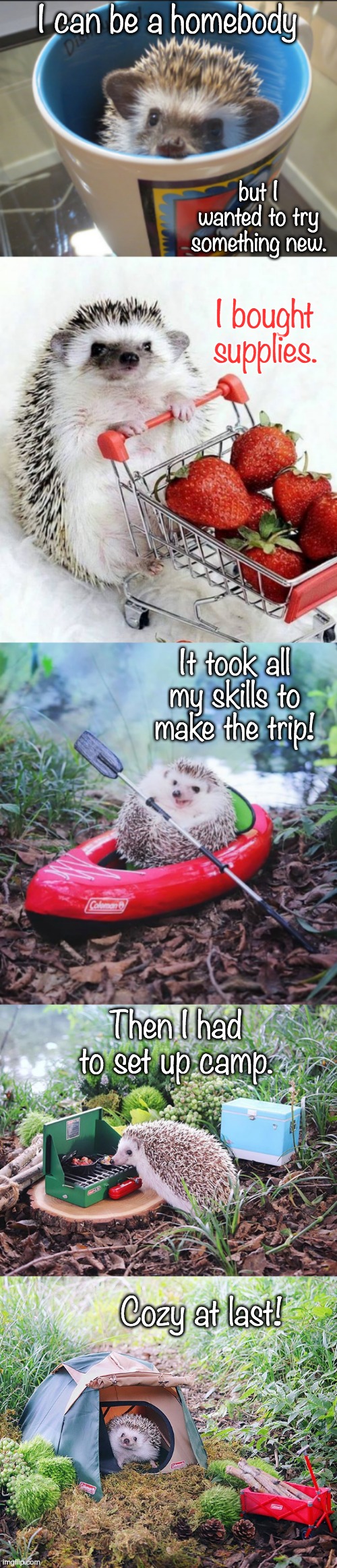 Hedgehog camping | I can be a homebody; but I wanted to try something new. I bought supplies. It took all my skills to make the trip! Then I had to set up camp. Cozy at last! | image tagged in hedgehog cup,cute,camping,story,hedgehog | made w/ Imgflip meme maker