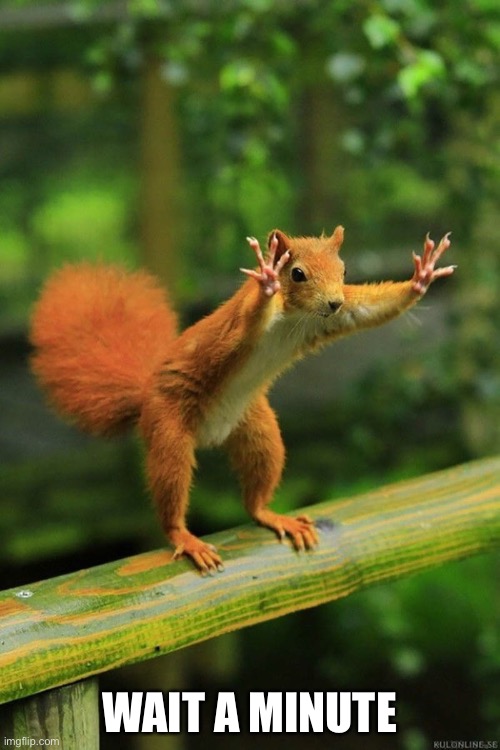 Wait a Minute Squirrel | WAIT A MINUTE | image tagged in wait a minute squirrel | made w/ Imgflip meme maker