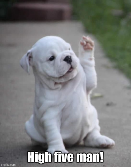 Puppy High Five  | High five man! | image tagged in puppy high five | made w/ Imgflip meme maker