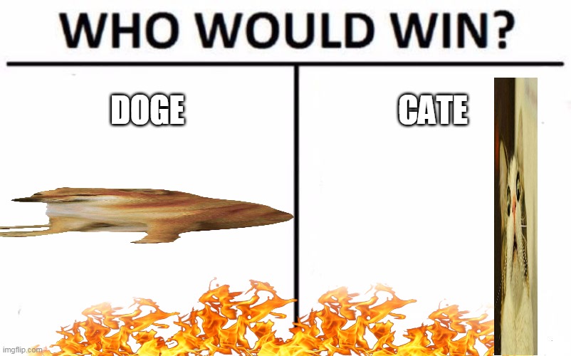 Who Would Win? Meme | DOGE; CATE | image tagged in memes,who would win | made w/ Imgflip meme maker