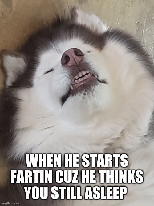 Sneaky husky | WHEN HE STARTS FARTIN CUZ HE THINKS YOU STILL ASLEEP | image tagged in sneaky husky | made w/ Imgflip meme maker