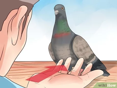 High Quality wikiHow How to Hold a Pigeon Blank Meme Template