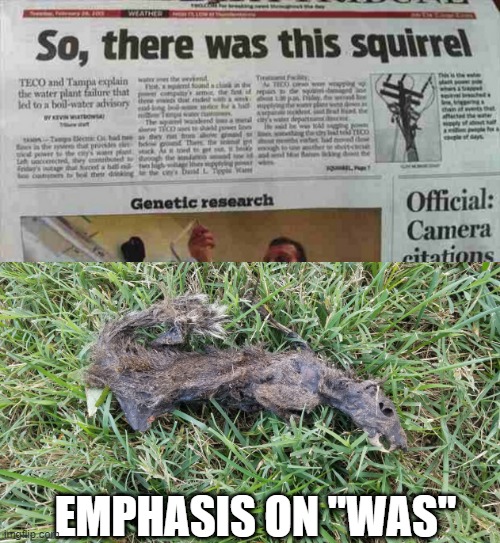 When Squirrels Explode | EMPHASIS ON "WAS" | image tagged in dead squirrel | made w/ Imgflip meme maker