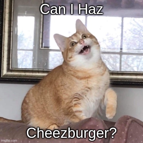 Can i haz cheezburger? | Can I Haz; Cheezburger? | image tagged in derp cat | made w/ Imgflip meme maker