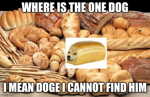 Where is the Doge | WHERE IS THE ONE DOG; I MEAN DOGE I CANNOT FIND HIM | image tagged in bread | made w/ Imgflip meme maker