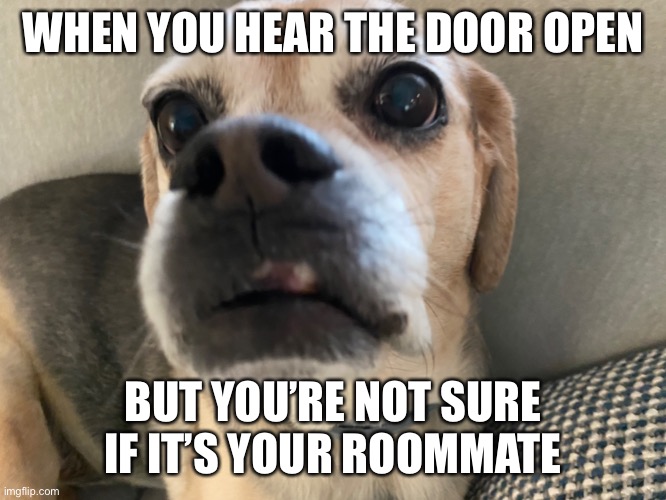 If dogs could talk | WHEN YOU HEAR THE DOOR OPEN; BUT YOU’RE NOT SURE IF IT’S YOUR ROOMMATE | image tagged in imgflip | made w/ Imgflip meme maker