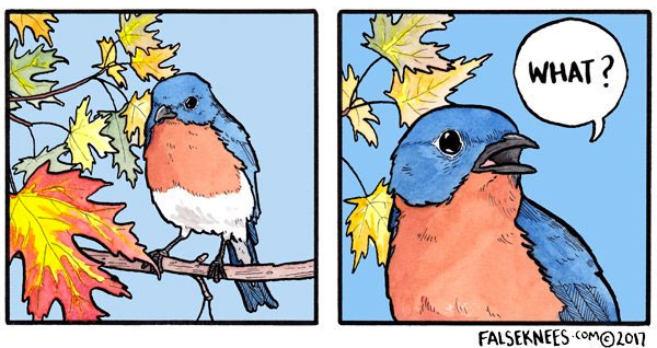 what bird bottom half Blank Meme Template