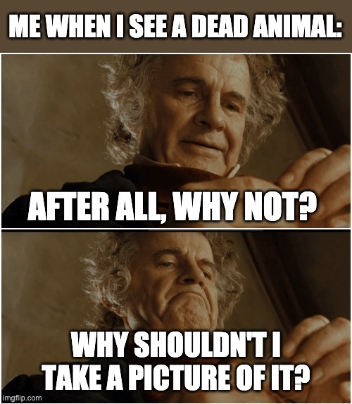 Bilbo - Why shouldn’t I keep it? | ME WHEN I SEE A DEAD ANIMAL:; AFTER ALL, WHY NOT? WHY SHOULDN'T I TAKE A PICTURE OF IT? | image tagged in bilbo - why shouldn t i keep it | made w/ Imgflip meme maker