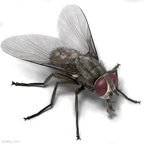 Scumbag House Fly | image tagged in scumbag house fly | made w/ Imgflip meme maker