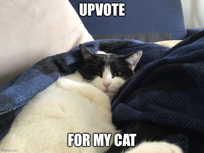 UPVOTE; FOR MY CAT | image tagged in cats | made w/ Imgflip meme maker