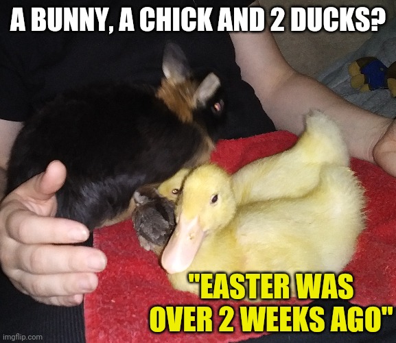 DUCKS AND FRIENDS | A BUNNY, A CHICK AND 2 DUCKS? "EASTER WAS OVER 2 WEEKS AGO" | image tagged in ducks,bunny,duck,duckling | made w/ Imgflip meme maker