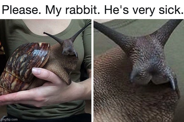 poor rabbit | image tagged in memes | made w/ Imgflip meme maker
