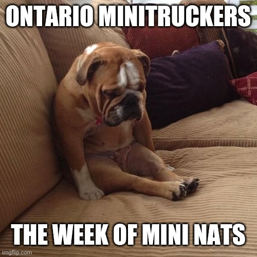 Minitruckers | ONTARIO MINITRUCKERS; THE WEEK OF MINI NATS | image tagged in bulldogsad | made w/ Imgflip meme maker