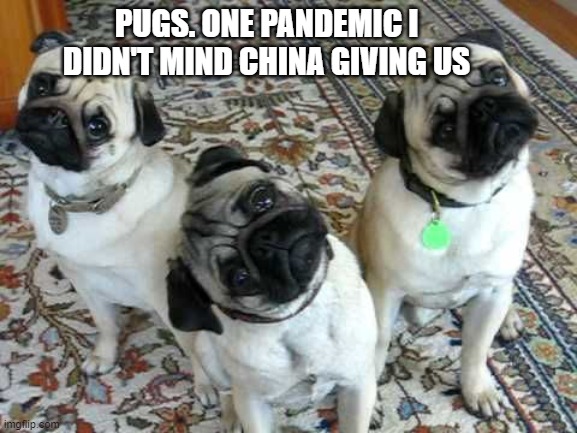 Confused Pug Trio | PUGS. ONE PANDEMIC I DIDN'T MIND CHINA GIVING US | image tagged in confused pug trio | made w/ Imgflip meme maker