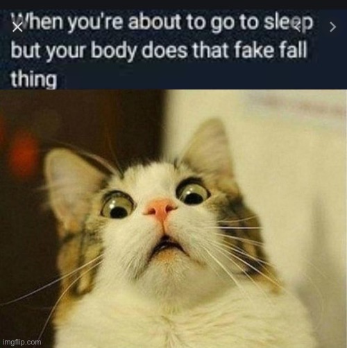 image tagged in memes,scared cat | made w/ Imgflip meme maker