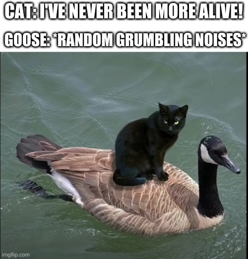 the goosessi looks very mad! |  GOOSE: *RANDOM GRUMBLING NOISES*; CAT: I'VE NEVER BEEN MORE ALIVE! | image tagged in geesesses,fun,funny,goose,cat,wholesome | made w/ Imgflip meme maker