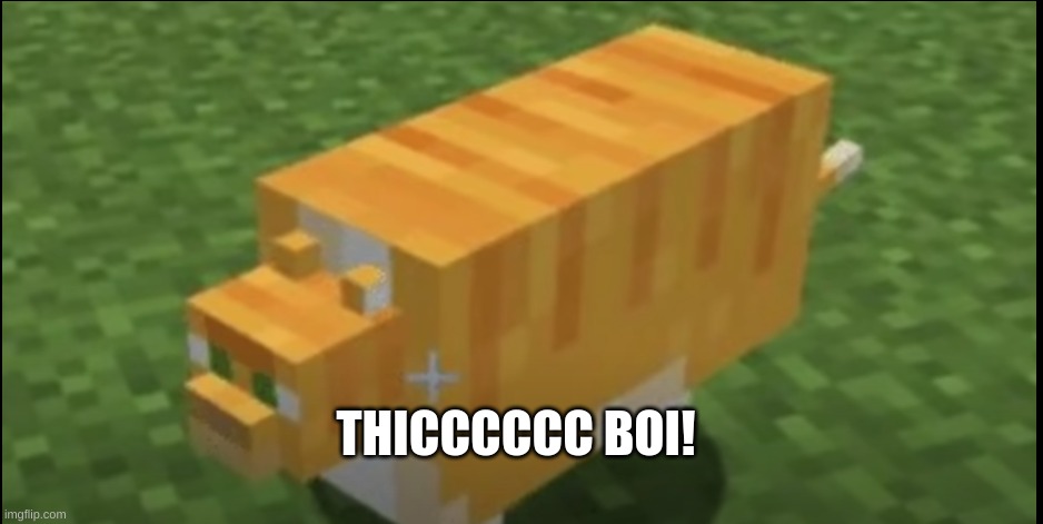 Thicccccc cat! | THICCCCCC BOI! | image tagged in chonky cat,cat,funny,minecraft | made w/ Imgflip meme maker