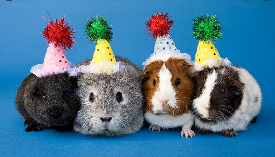 Guinea Pig Party Blank Meme Template
